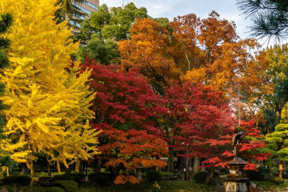 Japanese garden with autumn maple and ginkgo trees