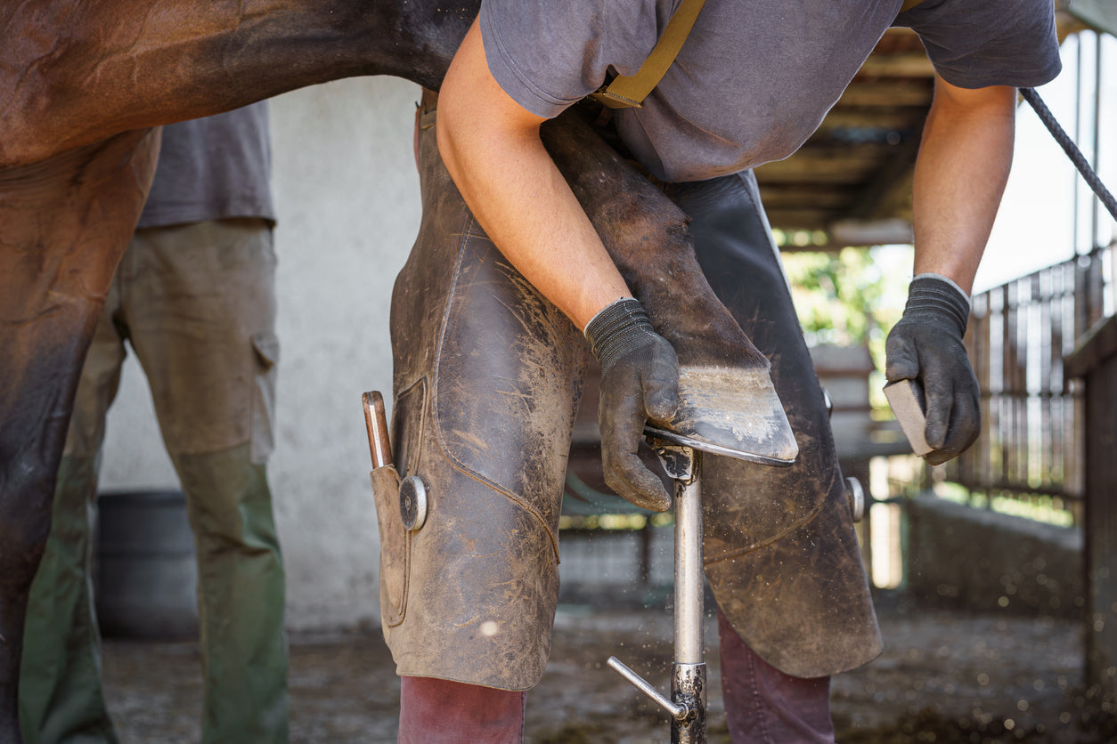 Hoof, Coat, and Calm Energy
